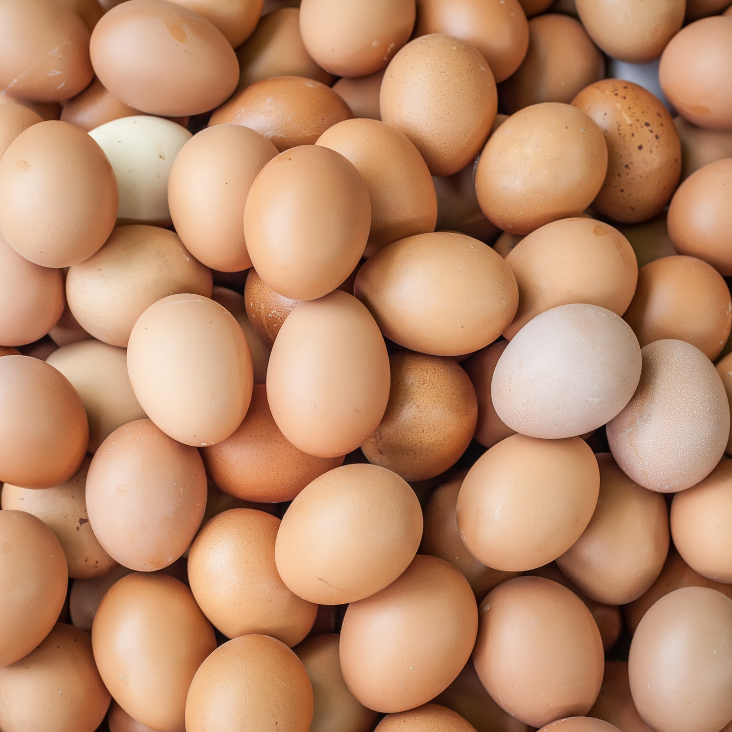 Eggs