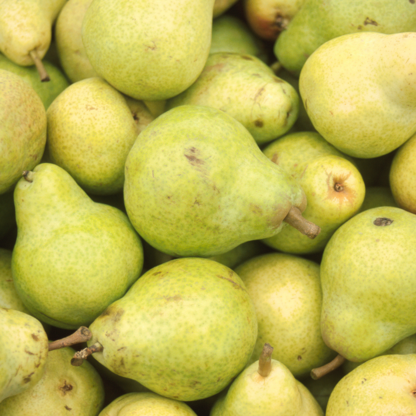 Pears