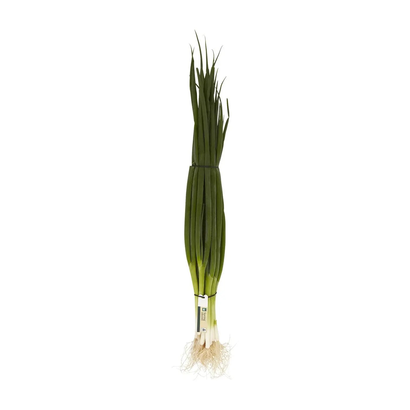 Spring Onion