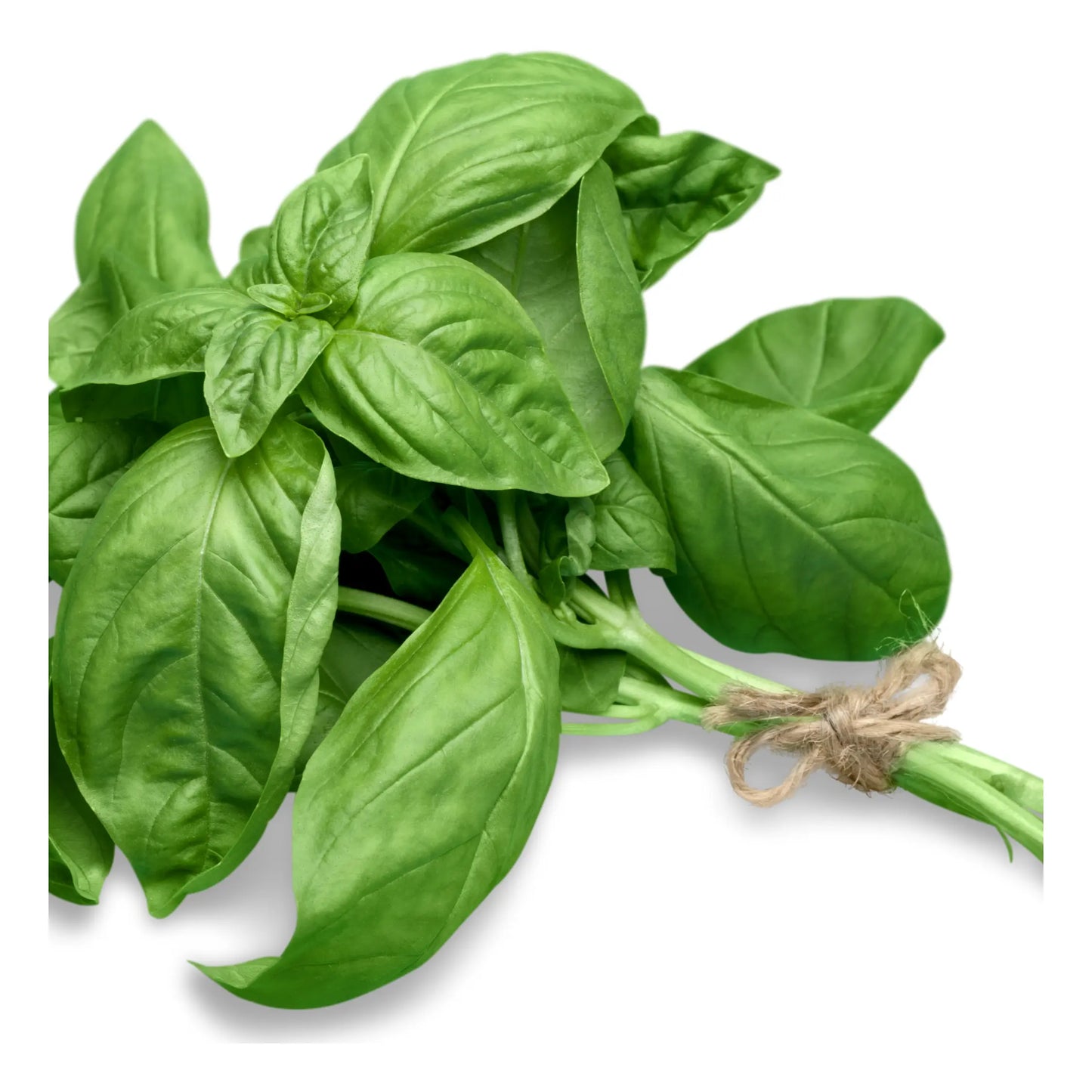 Basil Fresh