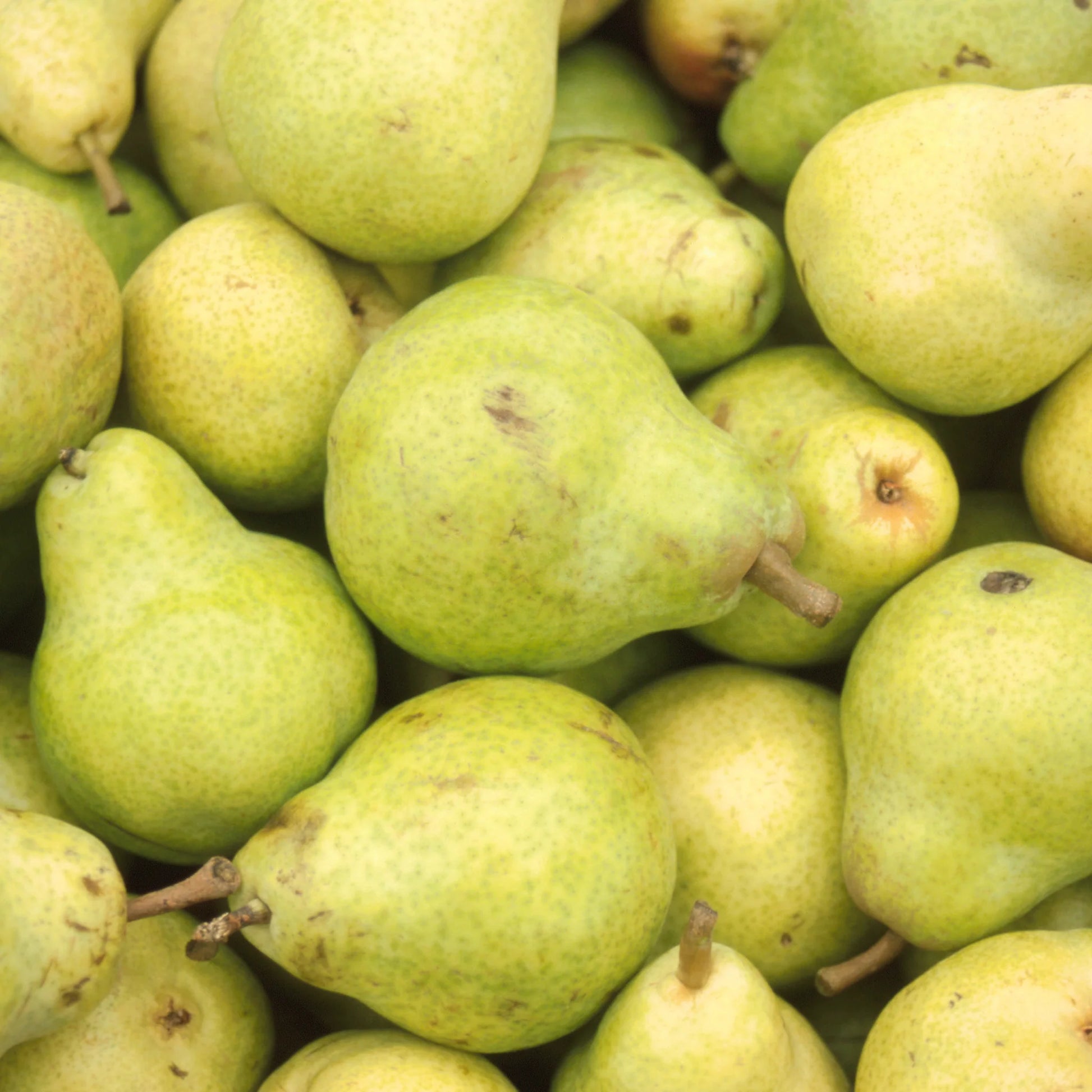 Pears | 1kg | PF-096358-CG-082536