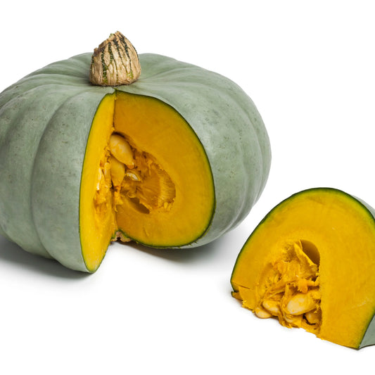 Pumpkin Kent | Each | PF-096372-WW-098551