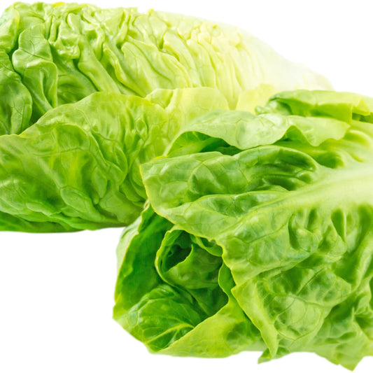 Baby Cos Lettuce | 2 Pack | PF-096393-WW-091065