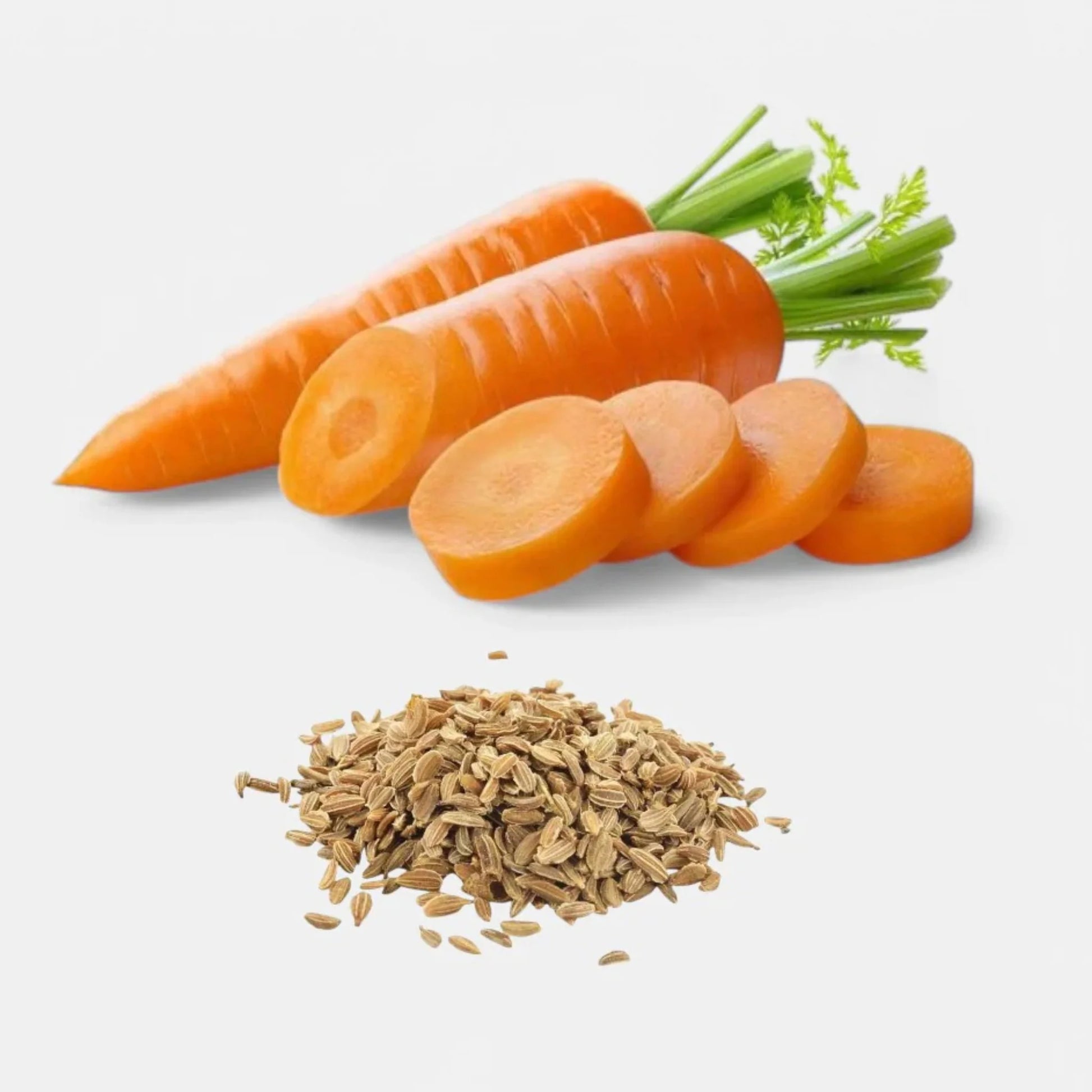 Carrot Seeds | - | PF-104556-BN-176713