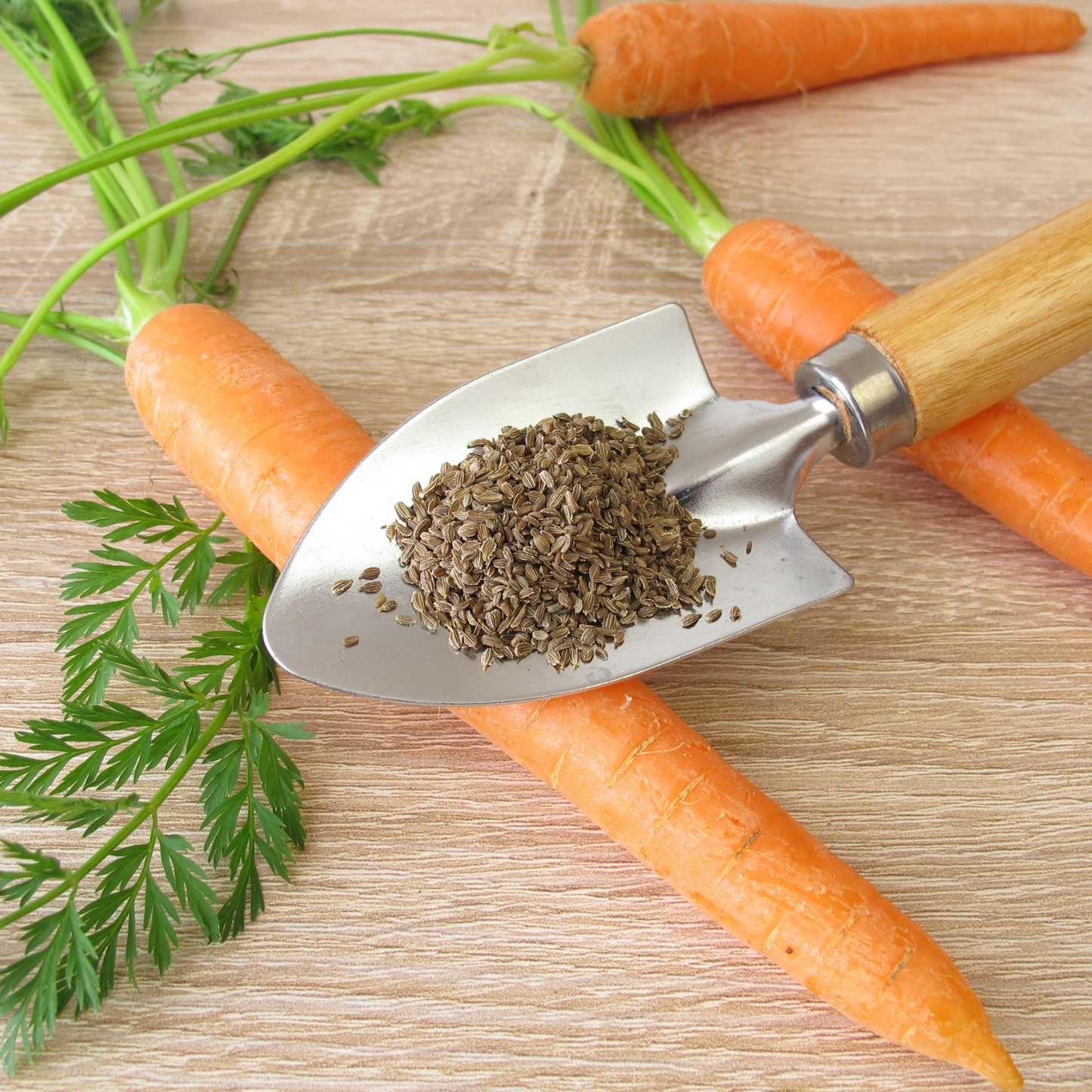Carrot Seeds | 1 Pack | PF-104706-BN-176713