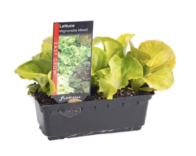Lettuce Mignonette Mixed Punnet | 1 Punnet | PF-104707-BN-974108