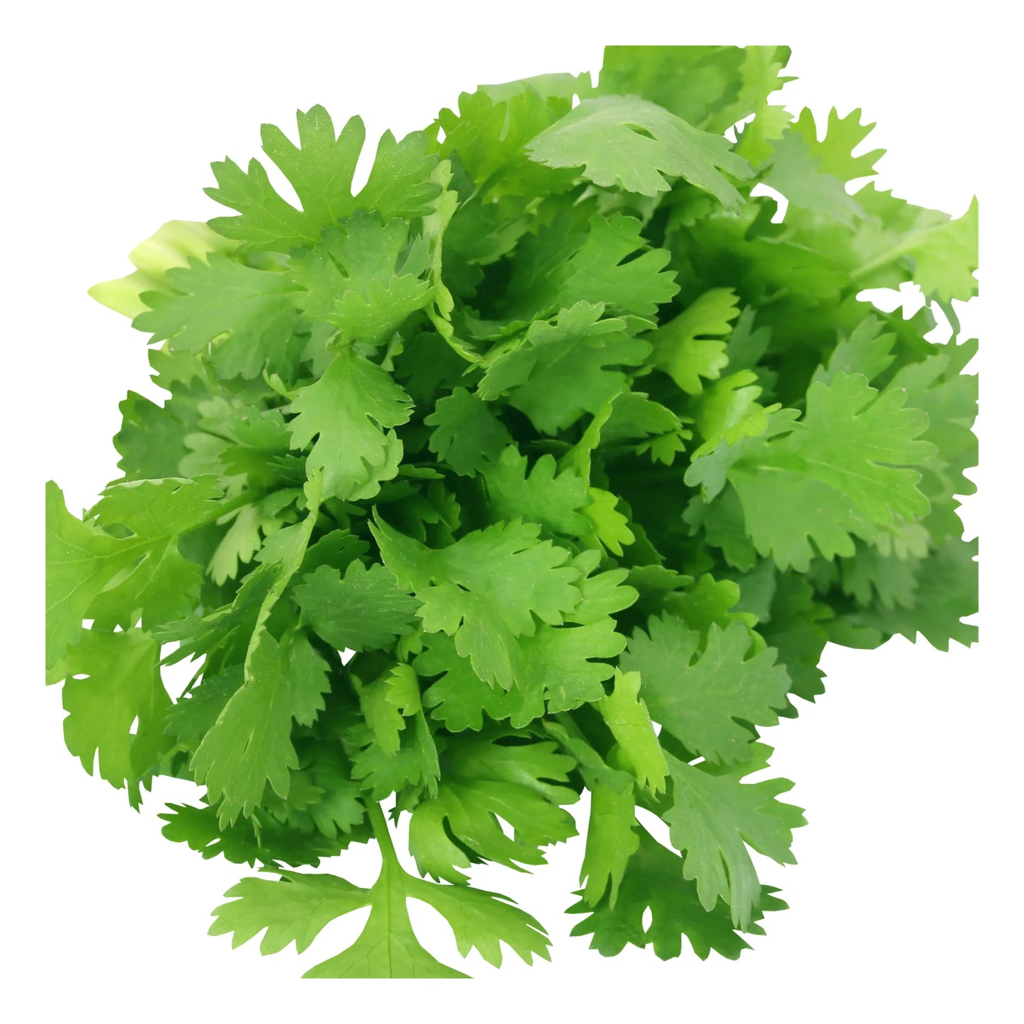 Coriander Fresh