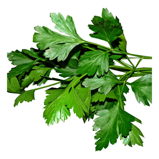 Parsley Continental Fresh