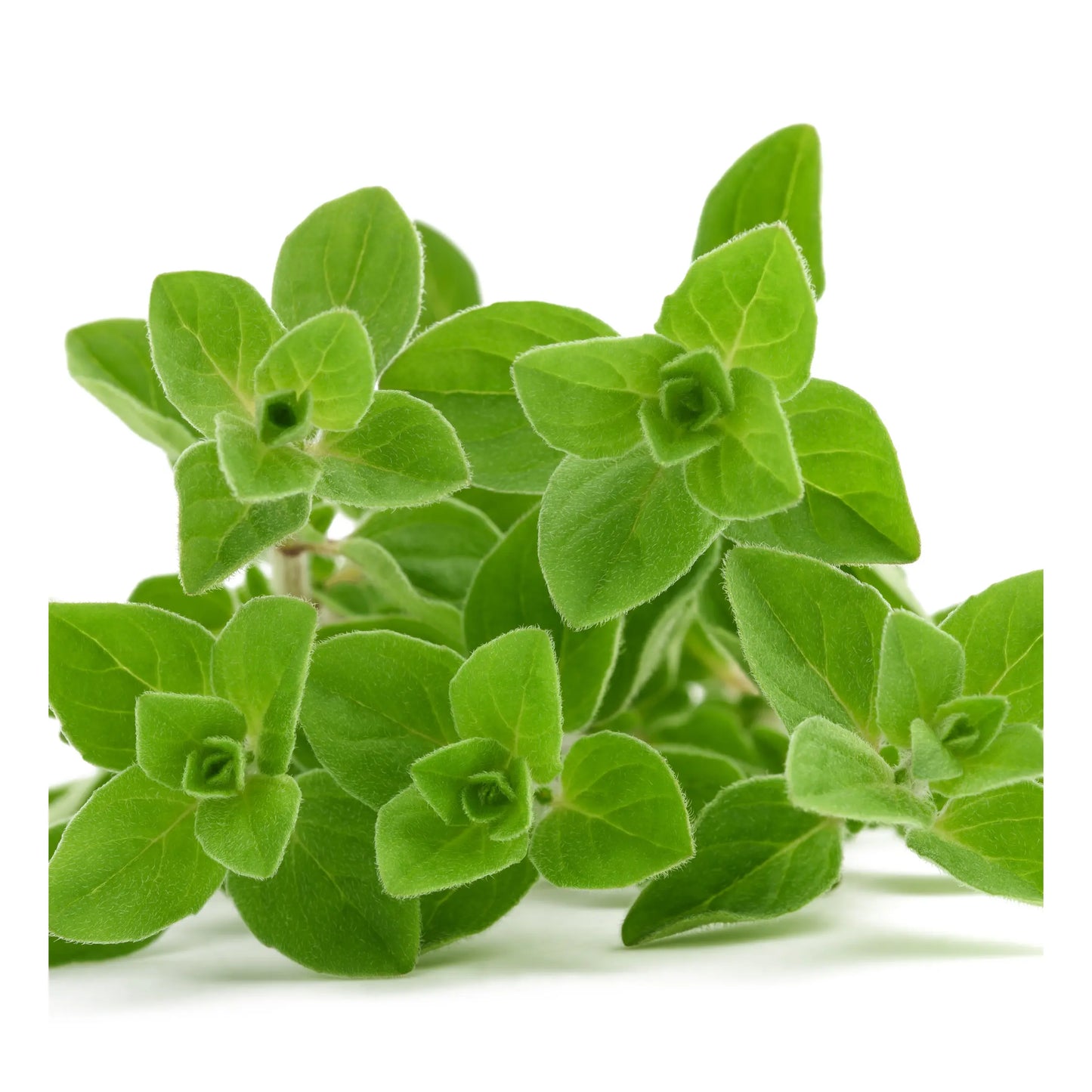 Oregano Fresh