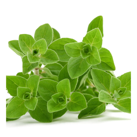Oregano Fresh