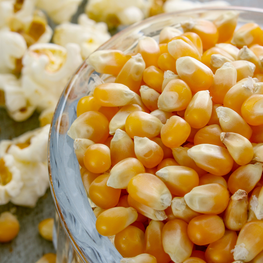 Popping Corn Kernals
